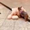 Paulas neuer Teddy & die liebe Tierärztin